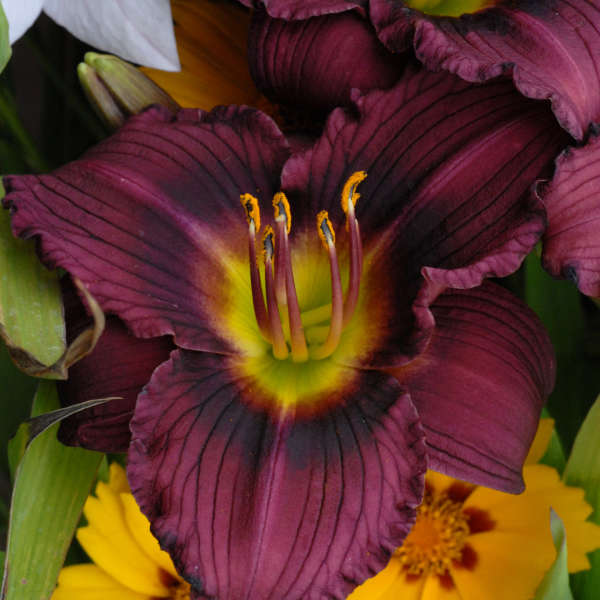 Hemerocallis 'Little Grapette' 