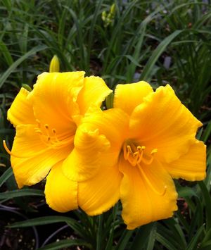 Hemerocallis 'Mini Stella'