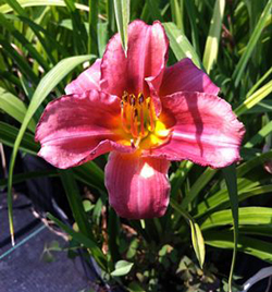 Hemerocallis 'Rosy Returns'