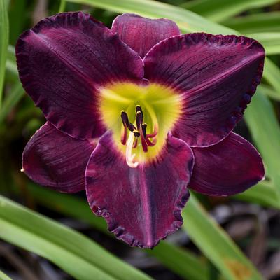 Hemerocallis 'Bellla Lugosi'