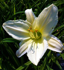 Hemerocallis 'Dad's Best White'