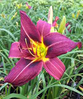 Hemerocallis 'Little Wine Cup'