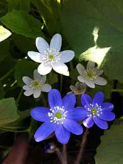 Hepatica americana  