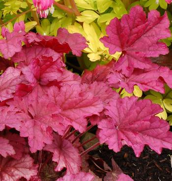 Heuchera 'Berry Smoothie'