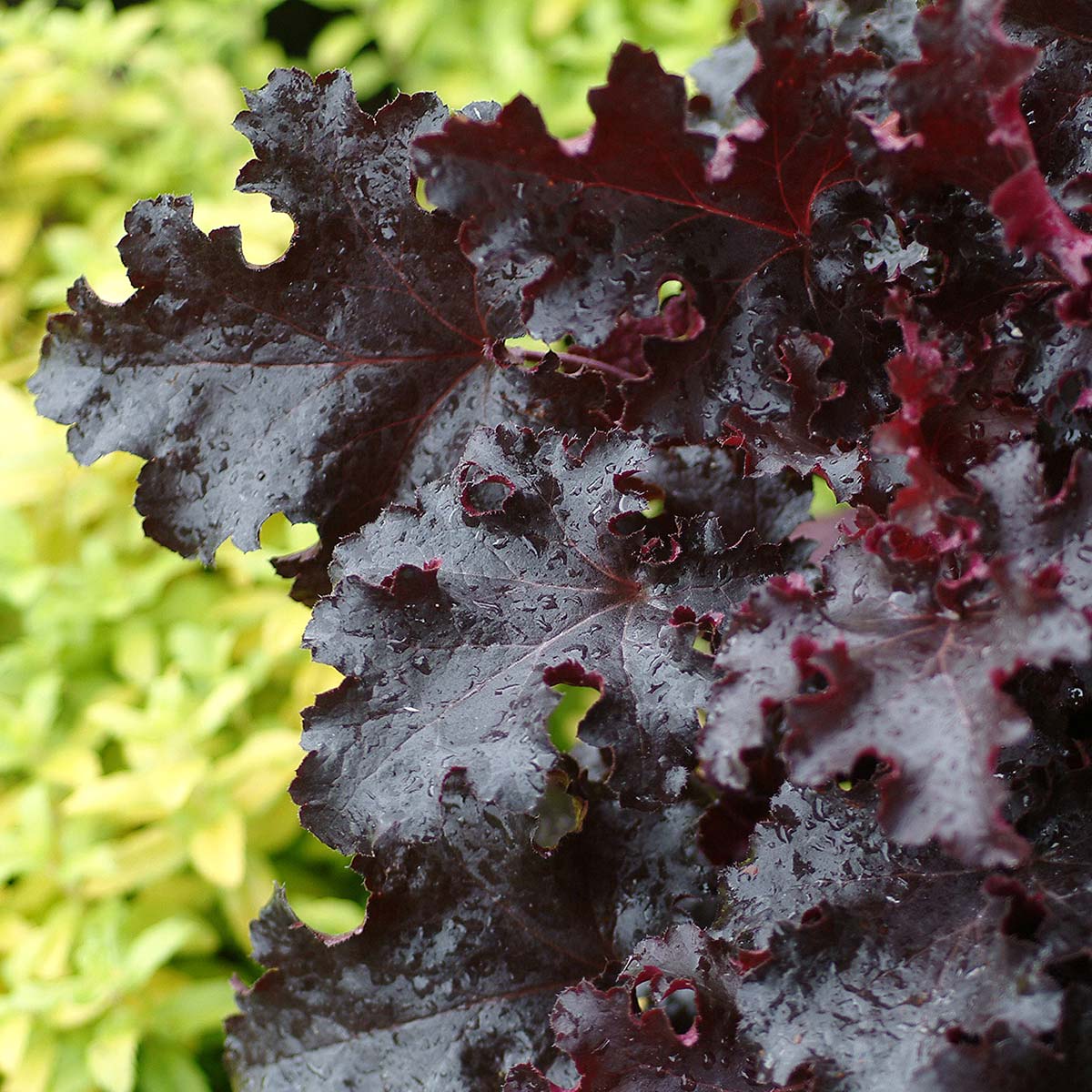 Heuchera 'Black Beauty' 