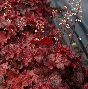 Heuchera 'Cajun Fire'