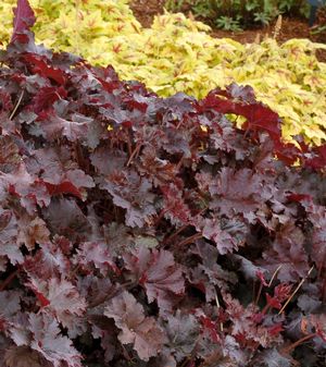 Heuchera 'Chocolate Ruffles'