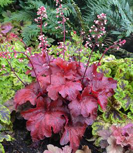 Heuchera 'Fire Alarm'