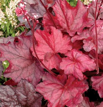 Heuchera 'Fire Chief'