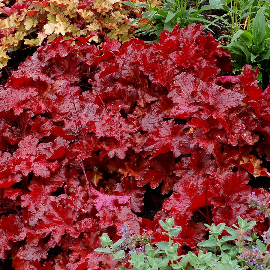 Heuchera 'Forever Red'