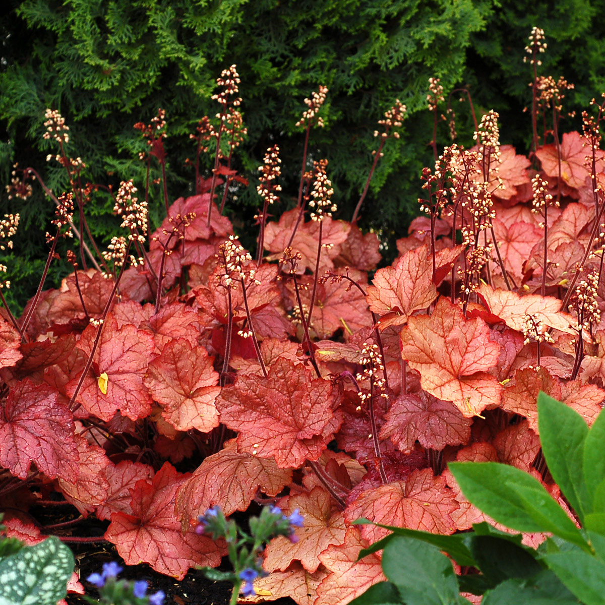 Heuchera 'Georgia Peach' 