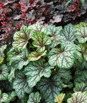 Heuchera 'Green Spice'