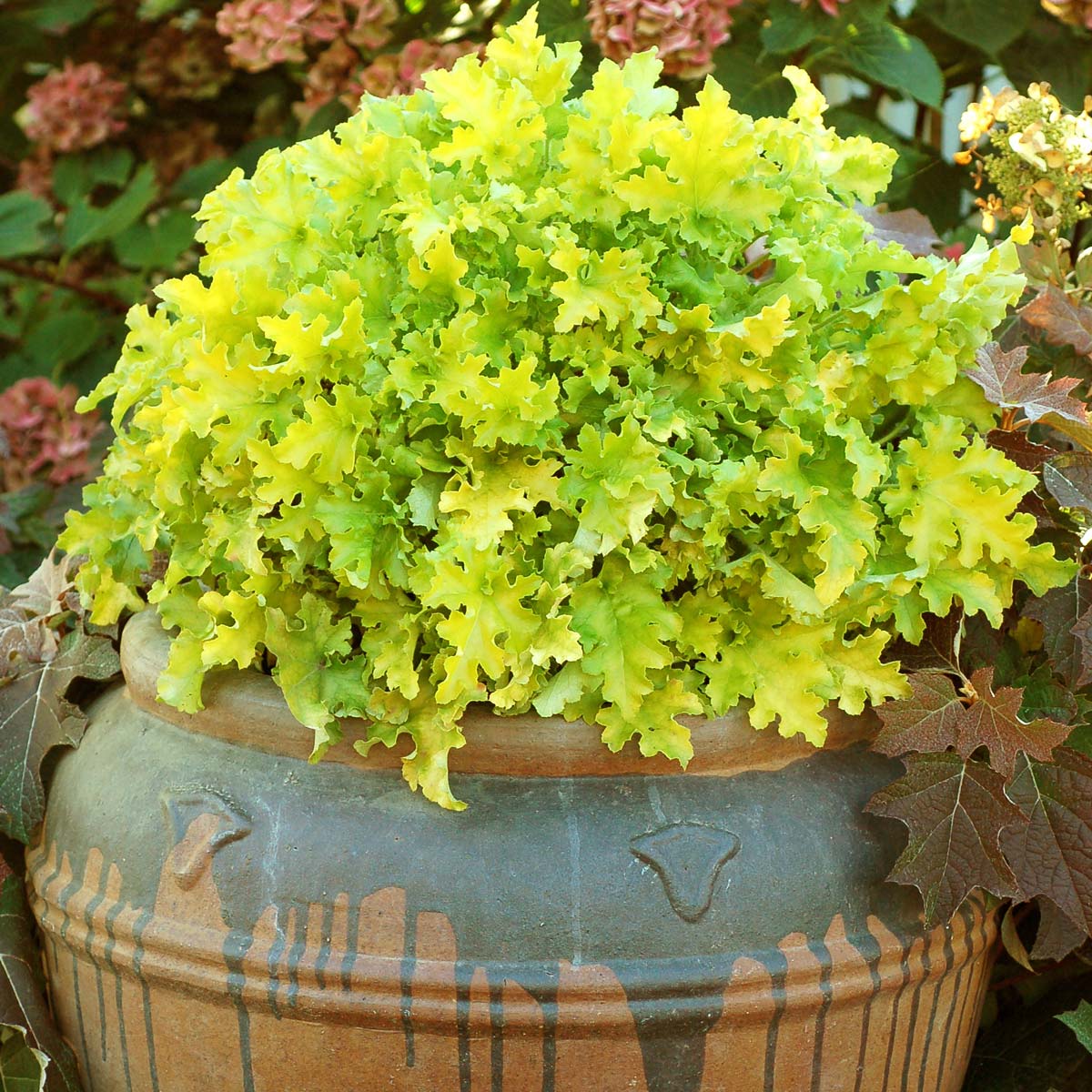 Heuchera 'Lime Marmalade' 