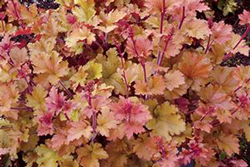 Heuchera 'Marmalade'