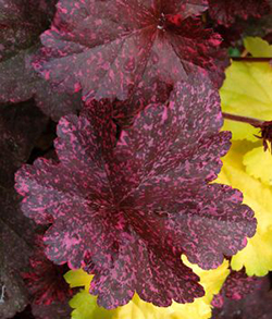 Heuchera 'Midnight Rose'  