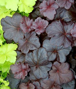 Heuchera 'Obsidian'   