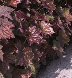 Heuchera 'Palace Purple'