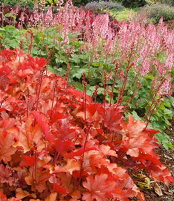 Heuchera 'Peach Flambe'  