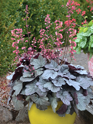 Heuchera 'Silver Gumdrop'