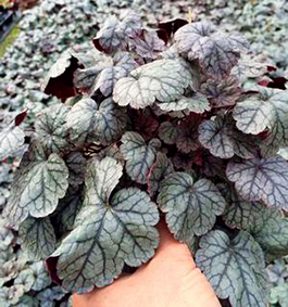 Heuchera 'Silver Scrolls'