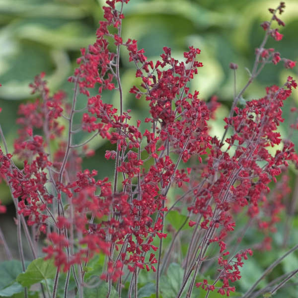 Heuchera 'Firefly'