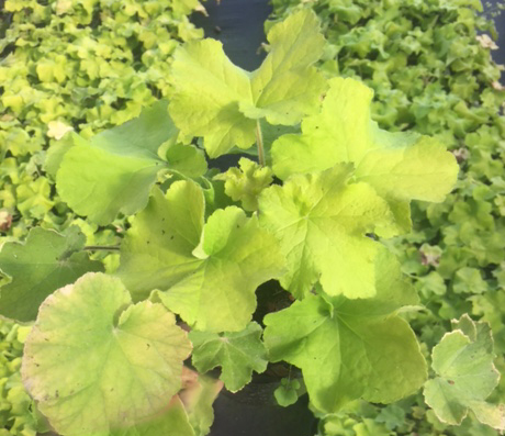 Heuchera 'Gaucomole'  