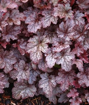 Heuchera 'Plum Pudding' 