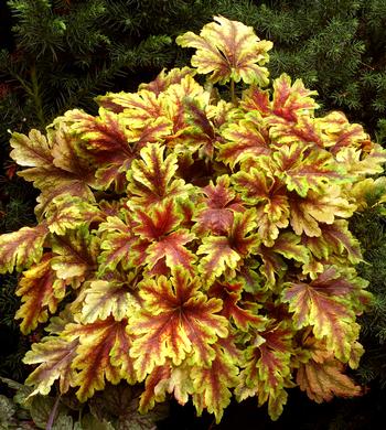 Heucherella 'Golden Zebra' 