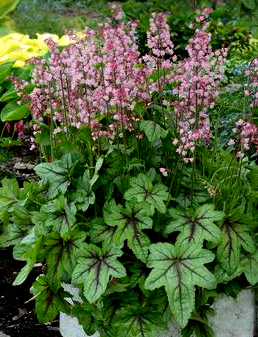 Heucherella 'Pink Fizz'