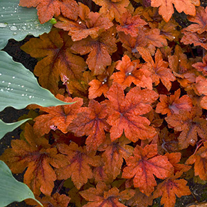 Heucherella 'Pumpkin Spice'   