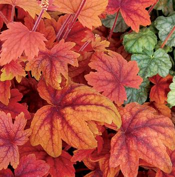 Heucherella 'Sweet Tea'