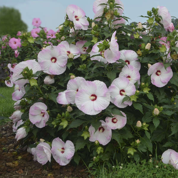 Hibiscus 'Ballet Slippers'  NEW