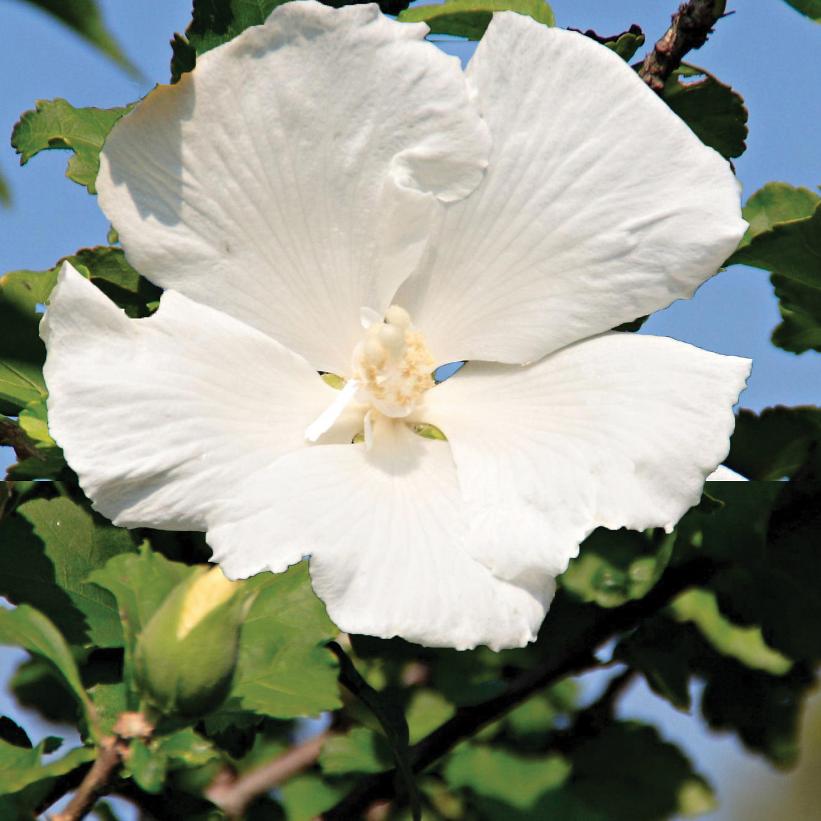 Hibiscus syriacus 'Diana'