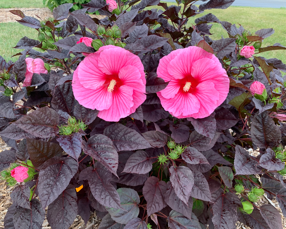 Hibiscus 'Edge of Night'  