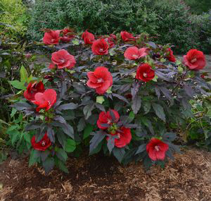 Hibiscus 'Midnight Marvel'