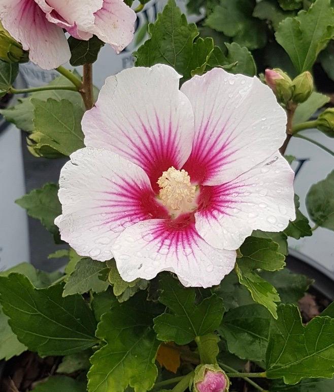 Hibiscus syriacus 'Paraplu Pink Ink' 