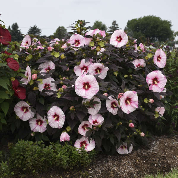 Hibiscus 'Perfect Storm' 