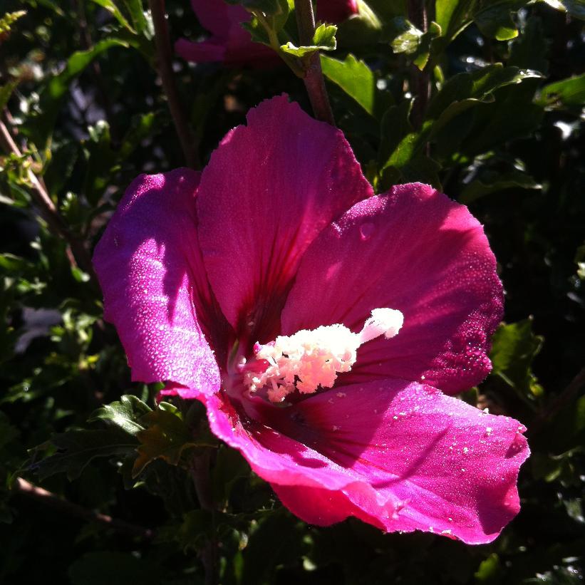 Hibiscus syriacus 'Rubis'  