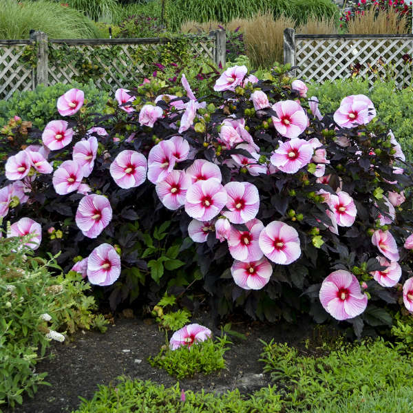 Hibiscus 'Starry Starry Night'  