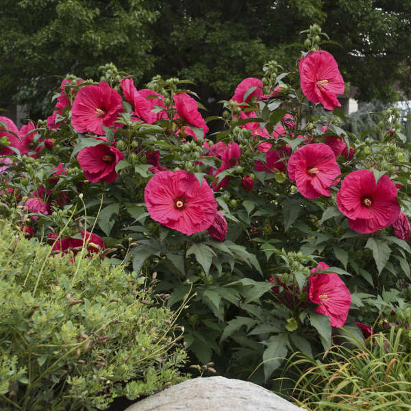 Hibiscus 'Summer in Paradise' 