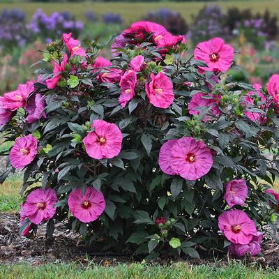 Hibiscus 'Berry Awesome' 