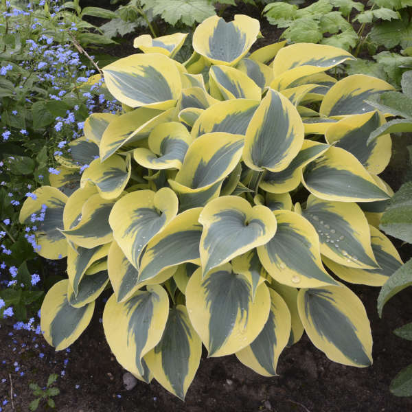 Hosta 'Autumn Frost'