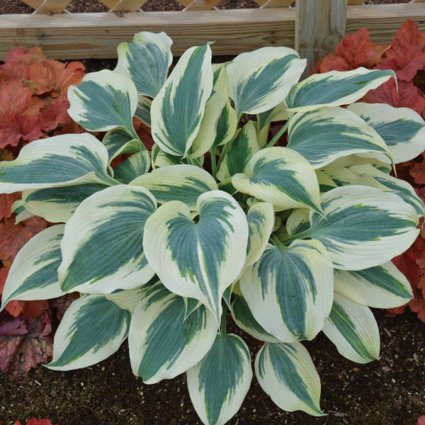 Hosta 'Blue Ivory'