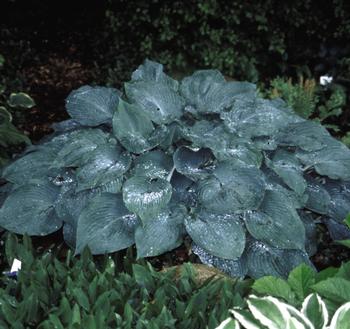 Hosta 'Blue Mammoth'