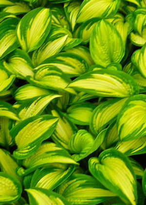 Hosta 'Brother Stefan'