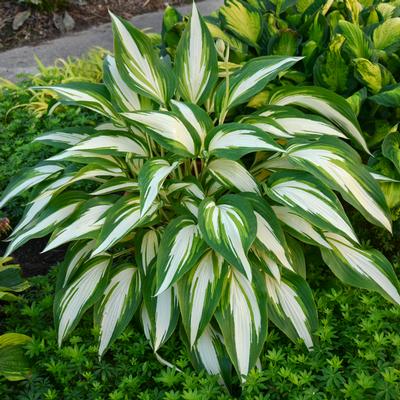 Hosta 'Cool As a Cucumber' 