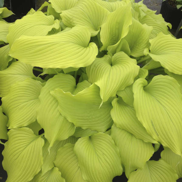 Hosta 'Dancing Queen' 