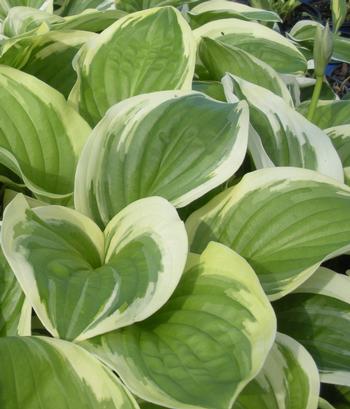 Hosta 'Diana Remembered' 