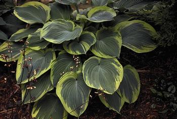 Hosta 'Earth Angel'