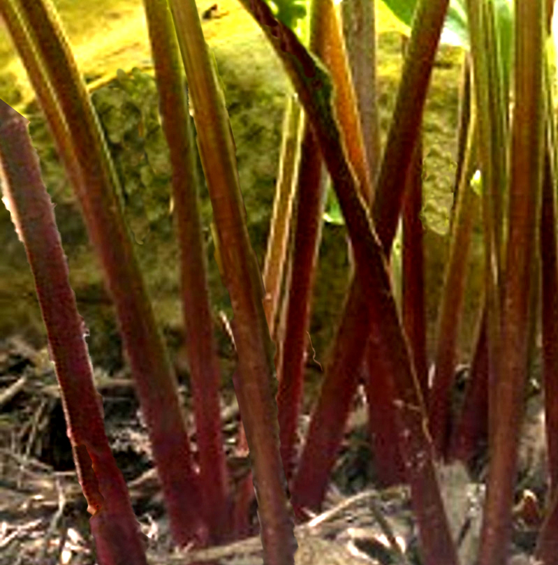 Hosta 'Emeralds and Rubies' 